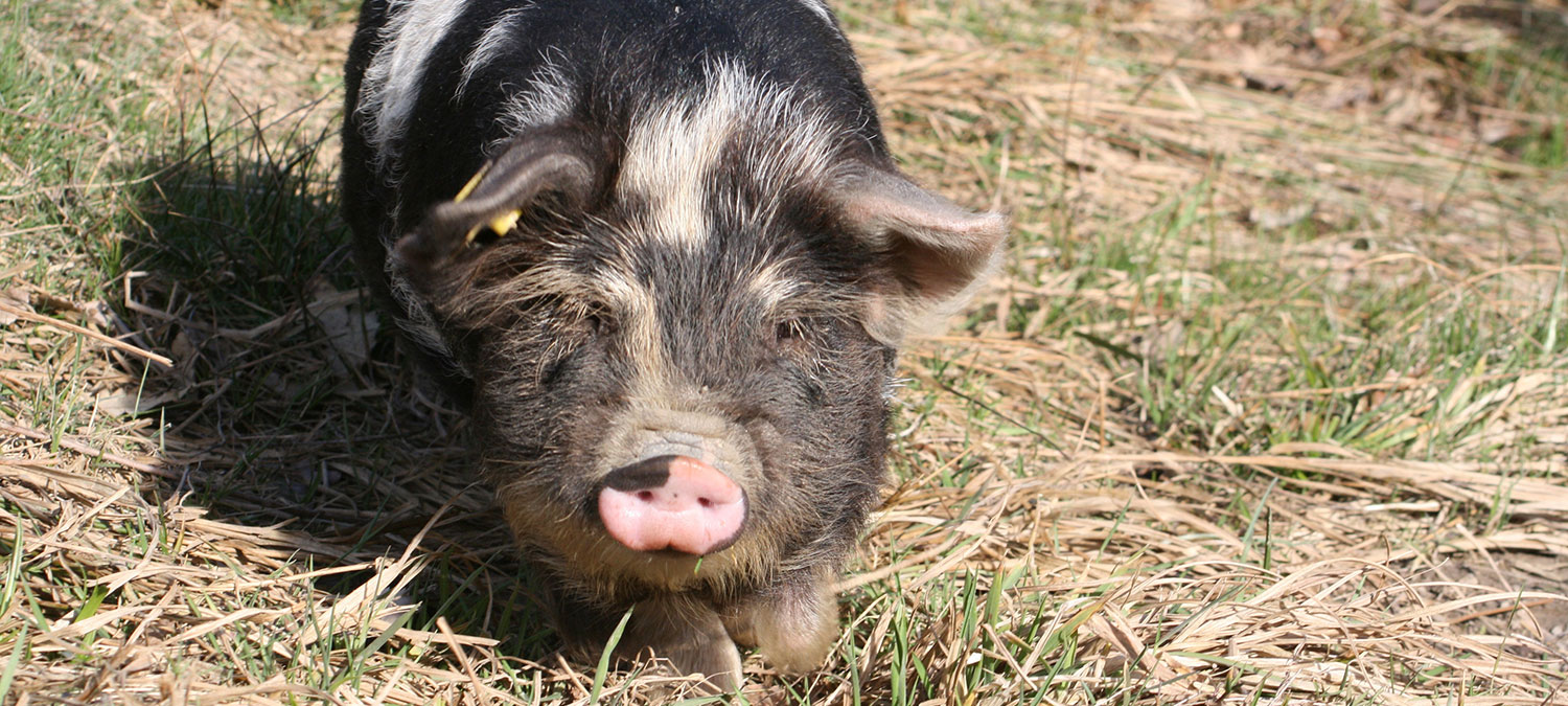 Kune Kune MIKE´s FARM